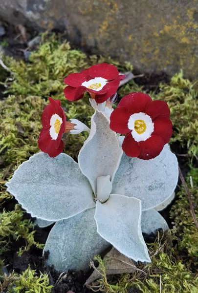 Primula auricula 'Favourite'